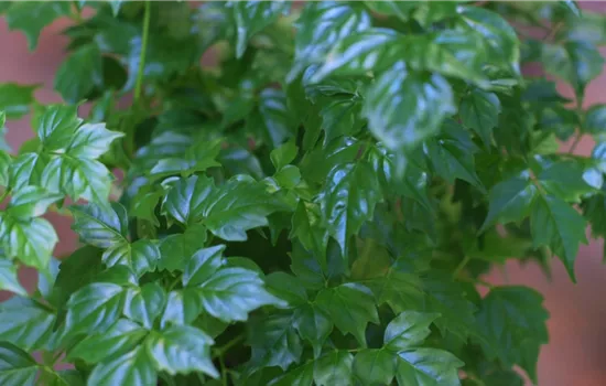 Zimmeresche - Umtopfen