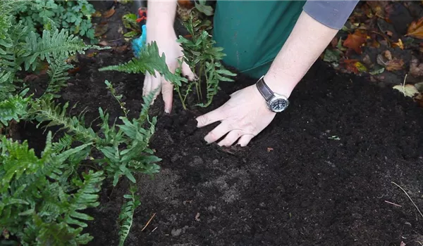 Farn - Teilen und Vermehren