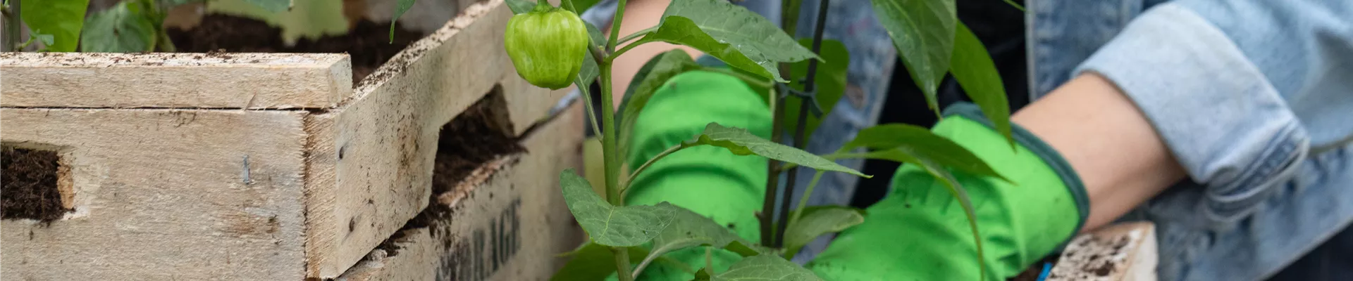 Upcycling - Habaneros einsetzen Upcycling - Habaneros einsetzen