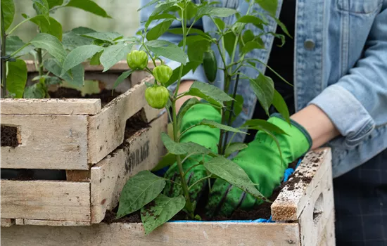 Klimafreundlich gärtnern – Tipps für Klimaschutz im Garten Klimafreundlich gärtnern – Tipps für Klimaschutz im Garten