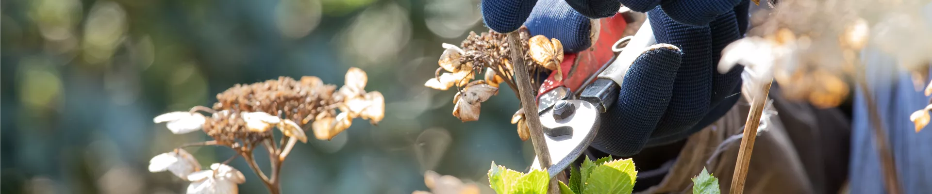 Hortensienschnitt Hortensienschnitt