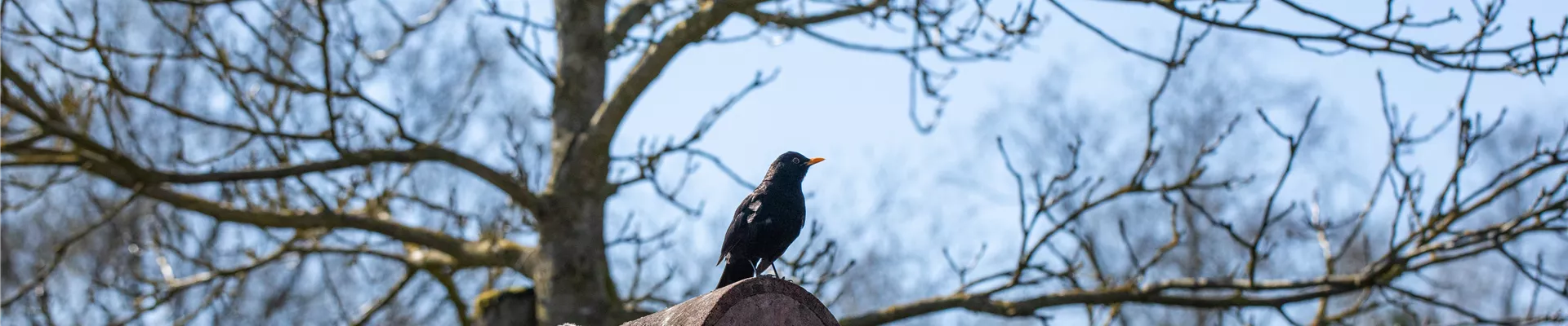 Vogel auf Dach Vogel auf Dach