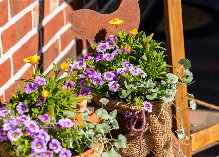 Beet- und Balkonpflanzen pflegen und bunte Blüten bewundern