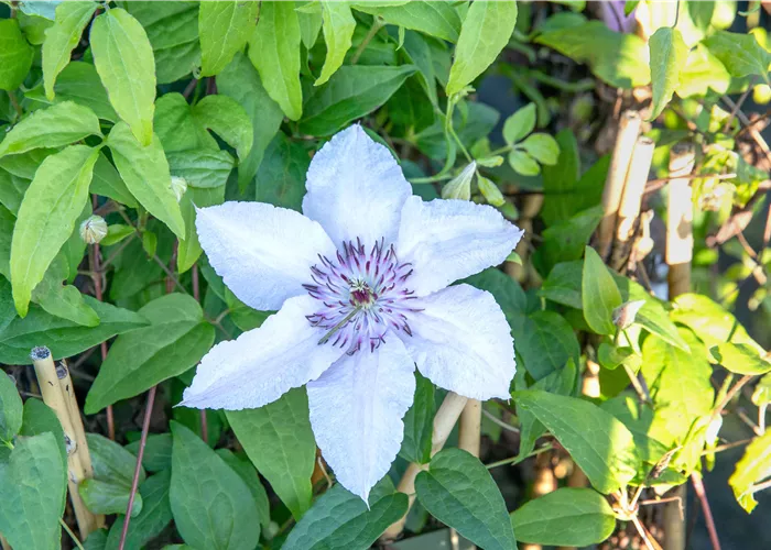 Auf gute Nachbarschaft – Die passenden Beetnachbarn für Kletterpflanzen