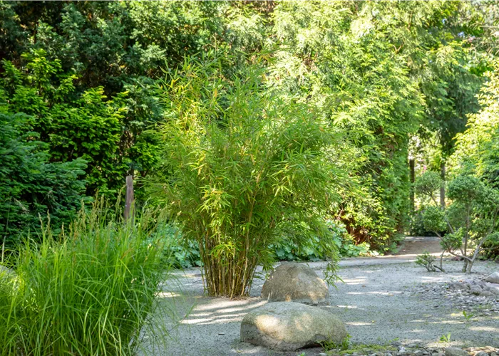 Bambus einpflanzen und asiatisches Flair ins Spiel bringen