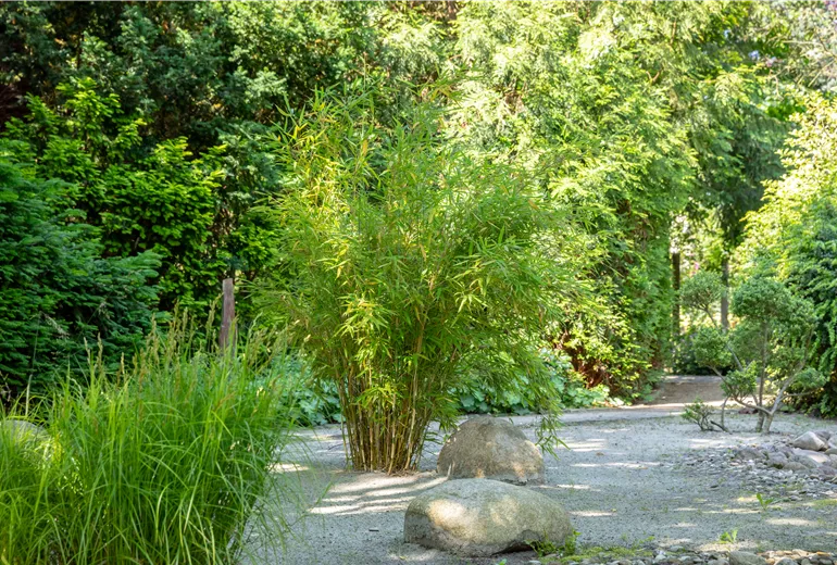 Asia-Garten mit Bambus