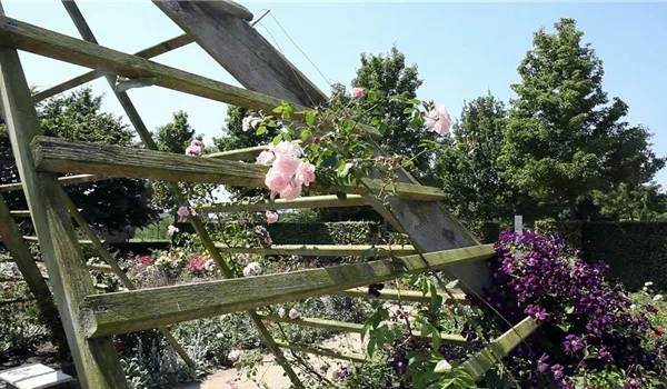 Gartengestaltung - Rosengarten