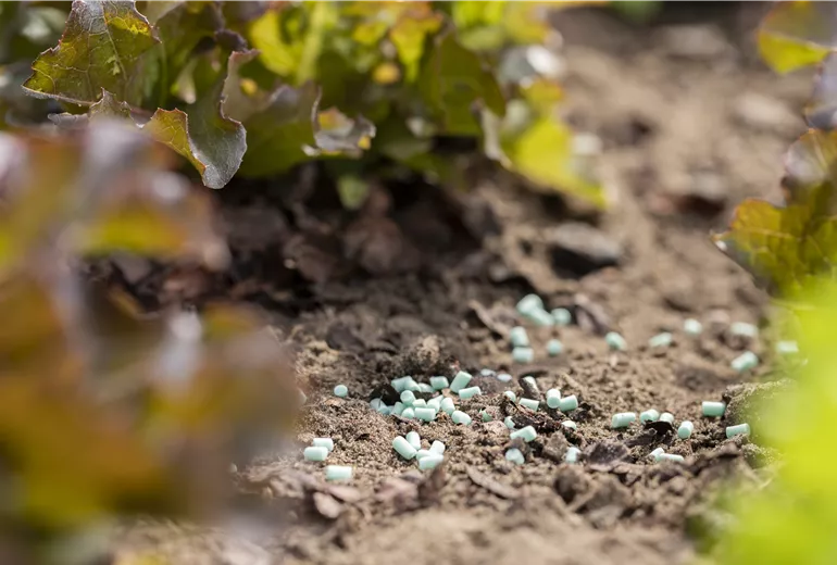 Schneckenkorn im Salatbeet