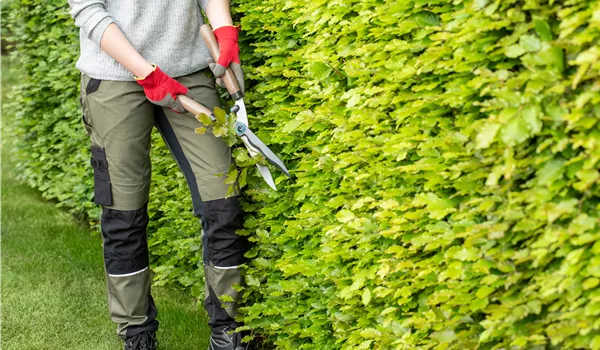 Dekorativ und praktisch zugleich: Die Hecke als Sichtschutz  Dekorativ und praktisch zugleich: Die Hecke als Sichtschutz