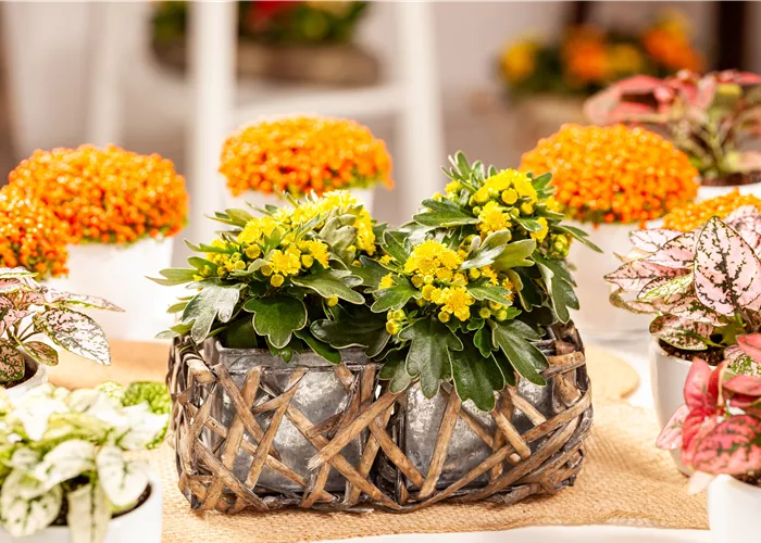 Balkonpflanzen im Herbst – Bunte Farben durch hübsche Blüten und Blätter