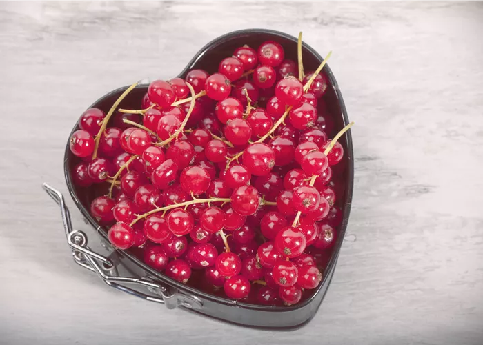 Johannisbeeren – Leckere Snacks für große und kleine Naschkatzen