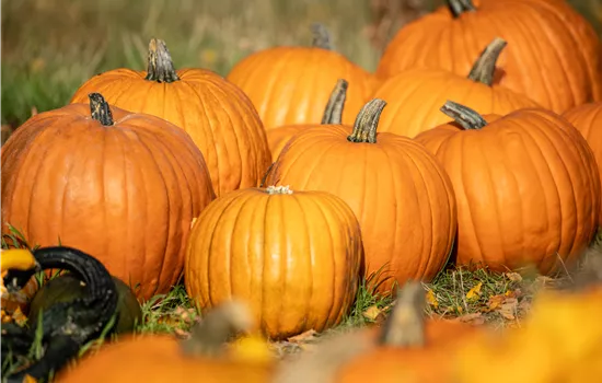 Der Herbst ist die beste Zeit für leckere und hübsche Kürbisse Der Herbst ist die beste Zeit für leckere und hübsche Kürbisse