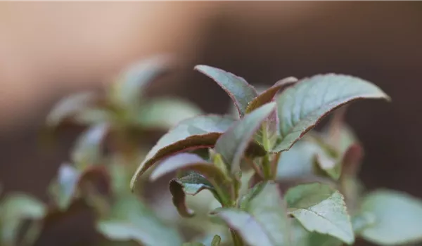 Minzblättrige Indianernessel - Einpflanzen im Garten