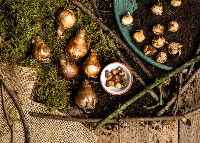 Blumenzwiebeln überwintern – der ultimative Leitfaden