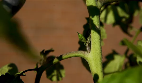 Wie machst du das? - Tomaten ausgeizen
