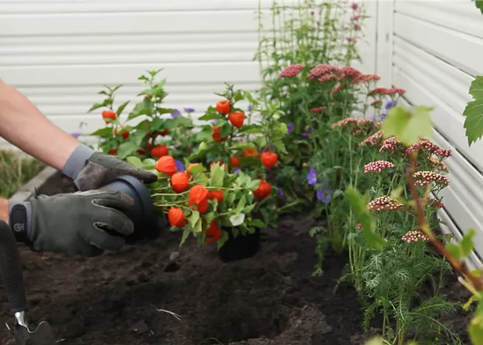 Physalis - Einpflanzen im Garten