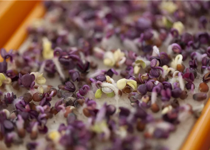 Klein, aber oho: Die besten Tipps für den Anbau von Microgreens!