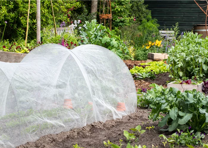 Fruchtfolge: Warum jeder Gärtner sie kennen sollte!