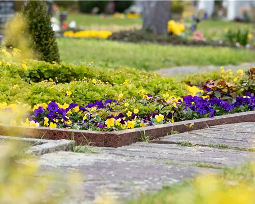 Pflegeleichte Grabpflanzen für eine ganzjährige Bepflanzung
