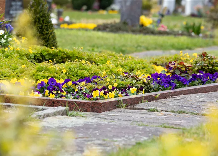 Pflegeleichte Grabpflanzen für eine ganzjährige Bepflanzung