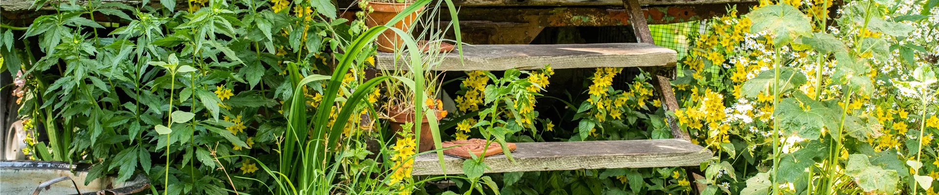 Gartenambiente Zirkuswagen Gartenambiente Zirkuswagen