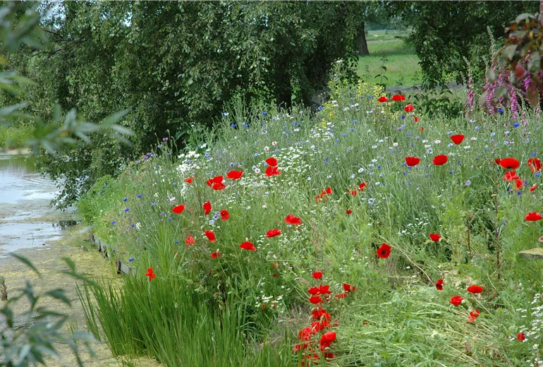 Wildblumenwiese am Wasser