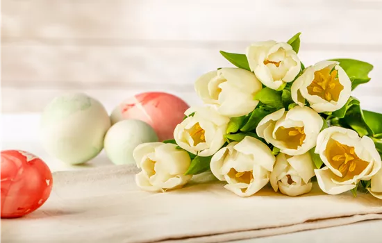 Die schönsten Blumen zu Ostern entdecken Die schönsten Blumen zu Ostern entdecken