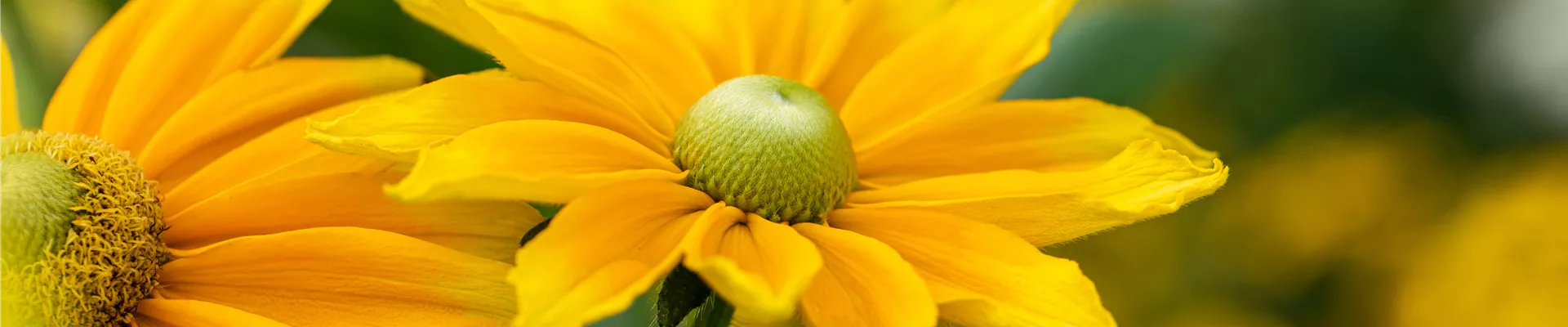 Rudbeckia hirta 'Sunbeckia' Rudbeckia hirta 'Sunbeckia'