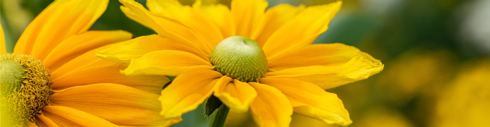 Rudbeckia hirta 'Sunbeckia'