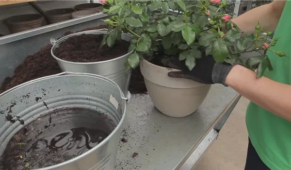 Rosen - Einpflanzen in ein Gefäß