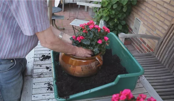 Blumenkübel - Bepflanzen mit mehreren Sommerblumen