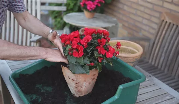 Blumenkübel - Bepflanzen mit Sommerblumen