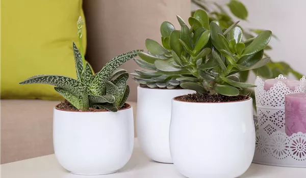 Aloe Vera - die Pflanze, die schön macht Aloe Vera - die Pflanze, die schön macht