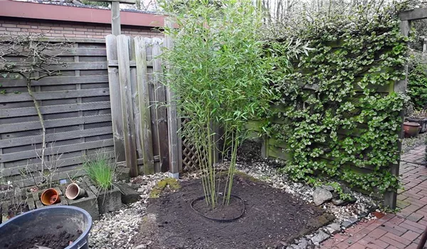 Bambus - Einpflanzen im Garten