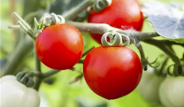 Alte Tomatensorten gibt es auch fürs Freiland Alte Tomatensorten gibt es auch fürs Freiland