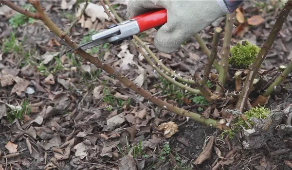 Beetrosen - Zurückschneiden im Frühling