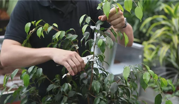 Grüne Zimmerpflanzen - Zurückschneiden und Pflegen