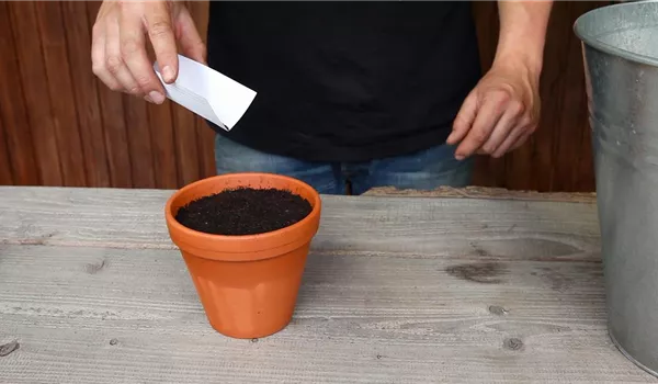 Oregano - Aussäen von Samen