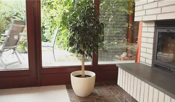 Birkenfeige - Einpflanzen in ein Gefäß