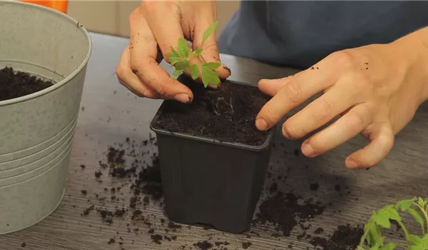 Tomaten - Umtopfen der Anzucht