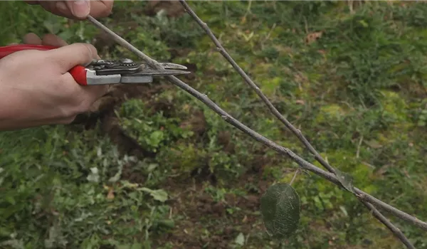 Apfelbaum - Pflanzschnitt