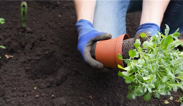 Blaukissen - Einpflanzen im Garten