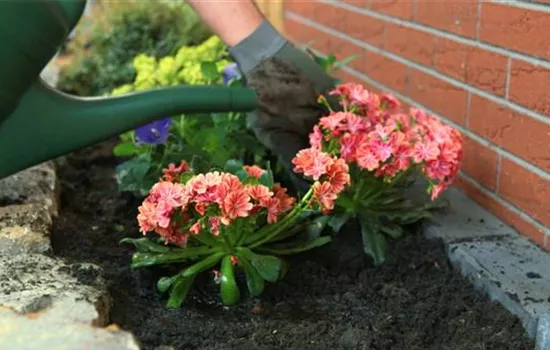 Gewöhnliche Bitterwurz - Einpflanzen im Garten Gewöhnliche Bitterwurz - Einpflanzen im Garten