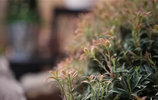 Japanisches Schattenglöckchen - Einpflanzen im Garten Japanisches Schattenglöckchen - Einpflanzen im Garten