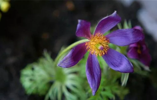 Küchenschelle - Einpflanzen im Garten Küchenschelle - Einpflanzen im Garten