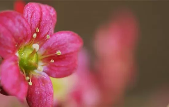 Moossteinbrech - Einpflanzen im Garten Moossteinbrech - Einpflanzen im Garten