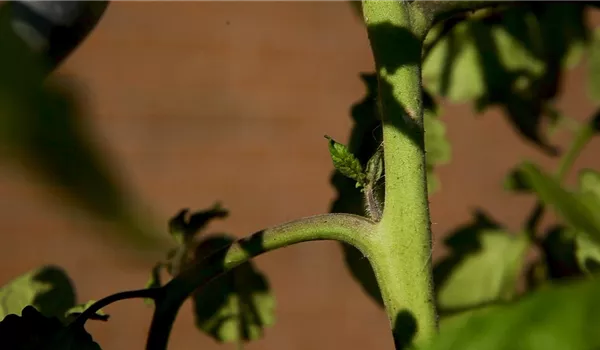 Wie machst du das? - Tomaten ausgeizen