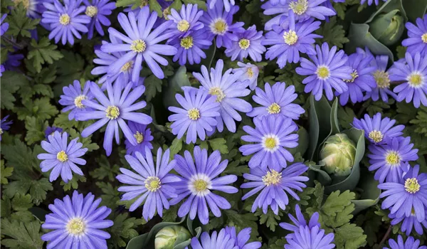 Anemonen – zarte Windröschen im Garten Anemonen – zarte Windröschen im Garten