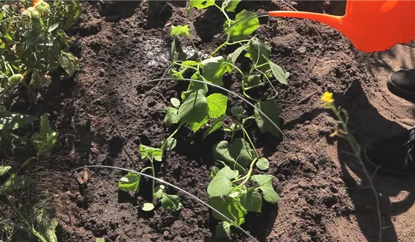 Gurken - Aussaat und Aufzucht