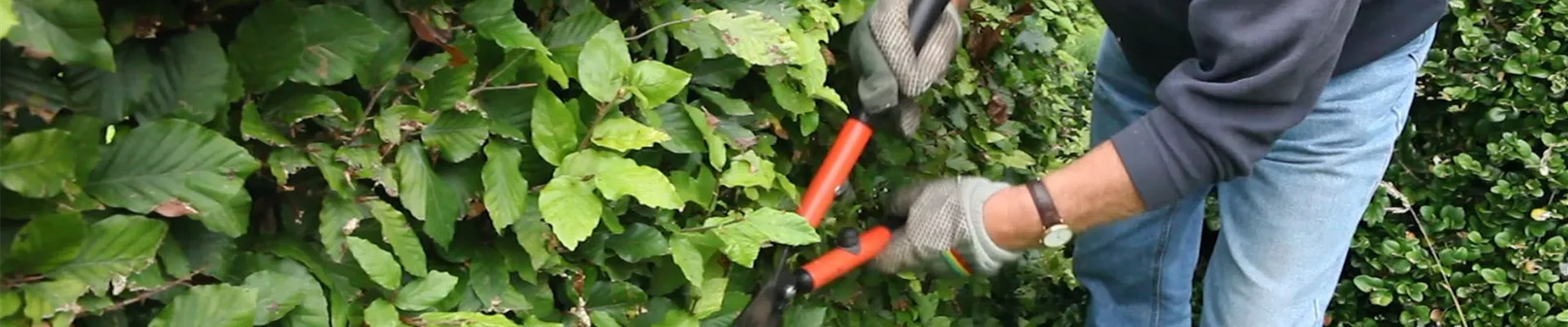 Rotbuchenhecke - Zurückschneiden mit der Hand-Heckenschere (4) Rotbuchenhecke - Zurückschneiden mit der Hand-Heckenschere (4)